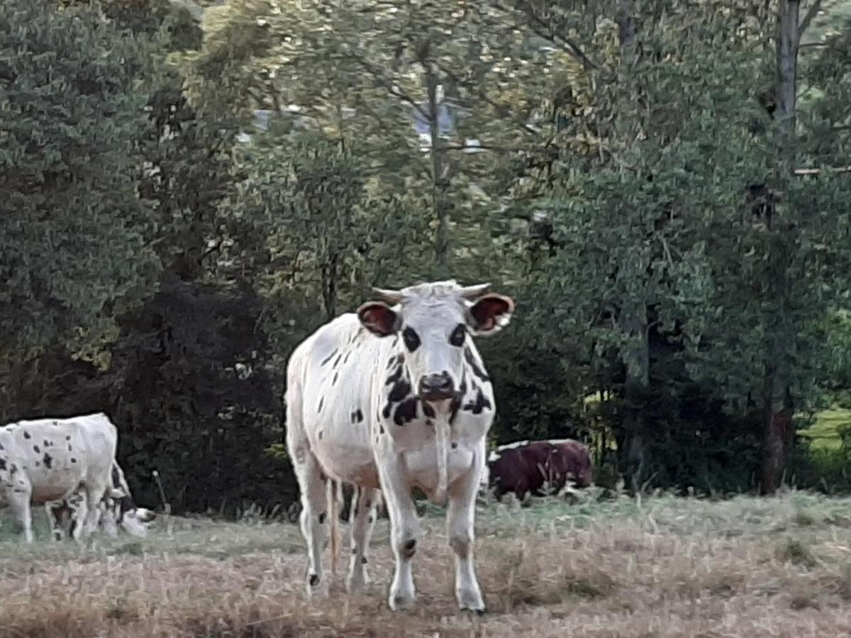 Gite De La Butte Le Charme De La Normandie Entre Terre Et Mer Condé-sur-Vire Eksteriør bilde